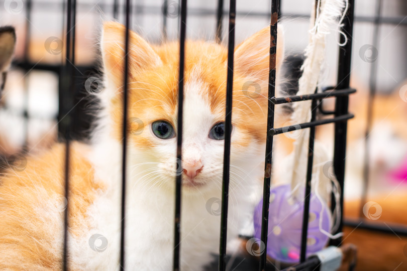 Скачать Очаровательный оранжево-белый котенок в клетке в приюте для животных фотосток Ozero