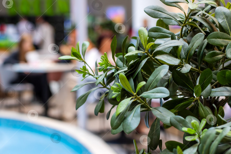 Скачать Пышное комнатное растение у бассейна в современном расслабляющем пространстве фотосток Ozero