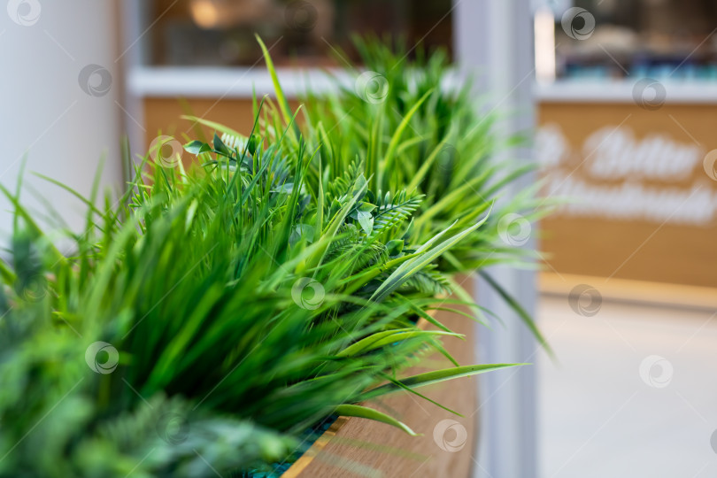 Скачать Яркие и пышные зеленые растения в стильном современном помещении фотосток Ozero