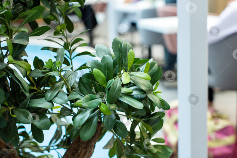 Скачать Пышная зеленая листва в красивой современной обстановке и дизайне фотосток Ozero