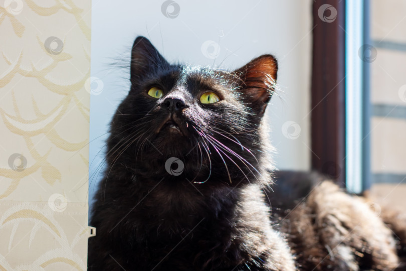 Скачать Величественный Черный Кот задумчиво смотрит в Окно фотосток Ozero
