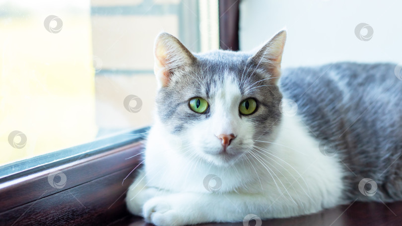 Скачать Серо-белая кошка лежит на подоконнике и смотрит в камеру фотосток Ozero