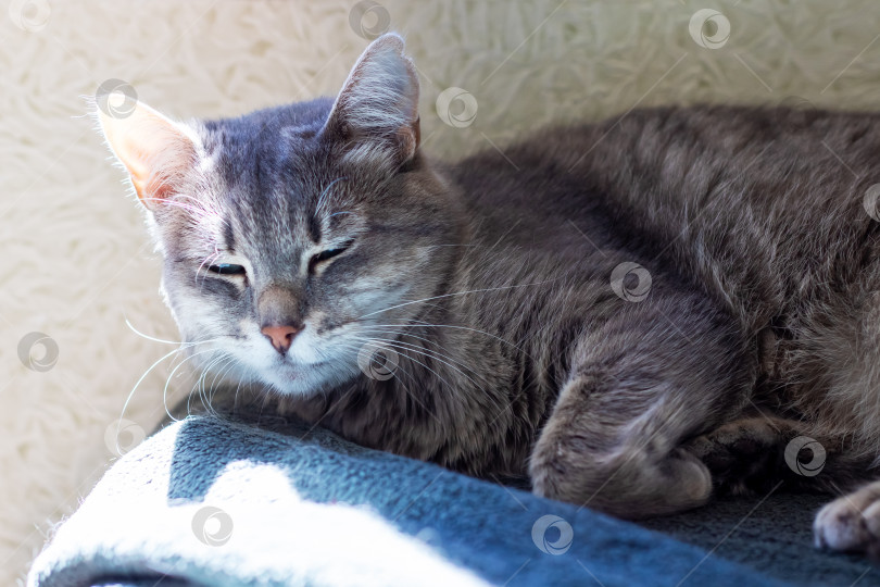 Скачать Пушистый кот мирно дремлет на диване с закрытыми глазами фотосток Ozero