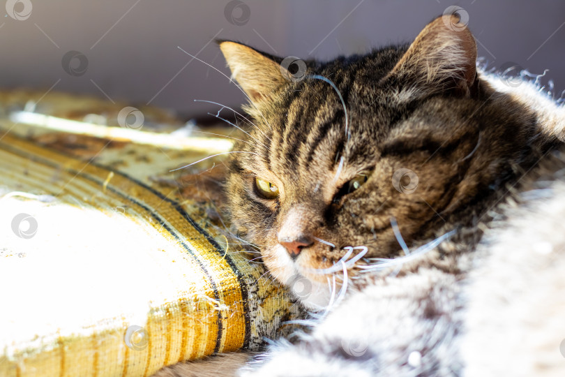 Скачать Ленивая кошка наслаждается теплым солнечным светом на уютной поверхности фотосток Ozero