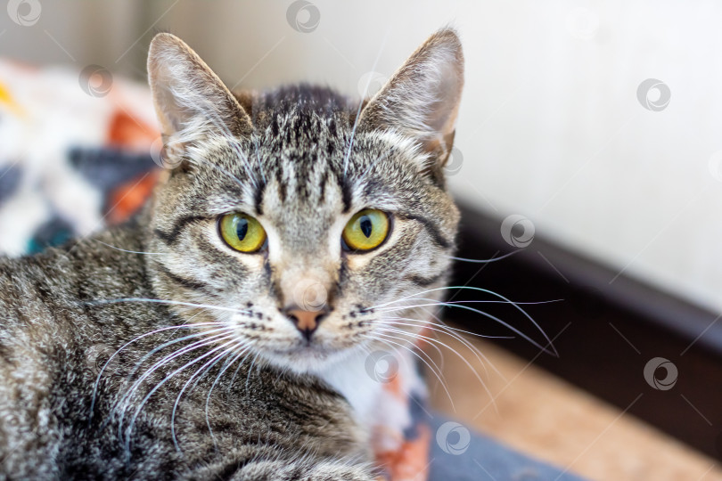 Скачать Крупным планом кошка с яркими желтыми глазами, пристально смотрящая в камеру фотосток Ozero