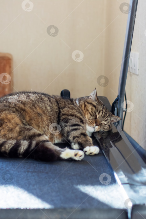 Скачать Пушистый кот удобно расположился на беговой дорожке, расположенной в комнате фотосток Ozero