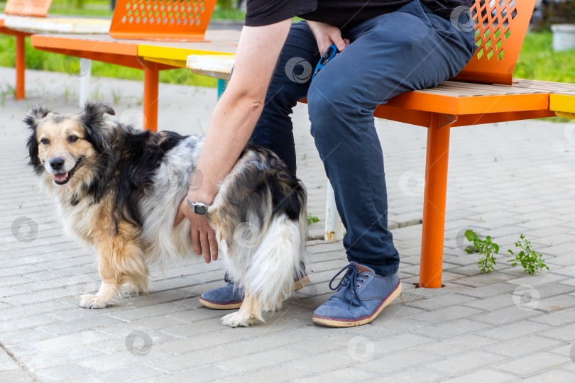 Скачать Радостная собака и ее хозяин весело проводят день в парке фотосток Ozero