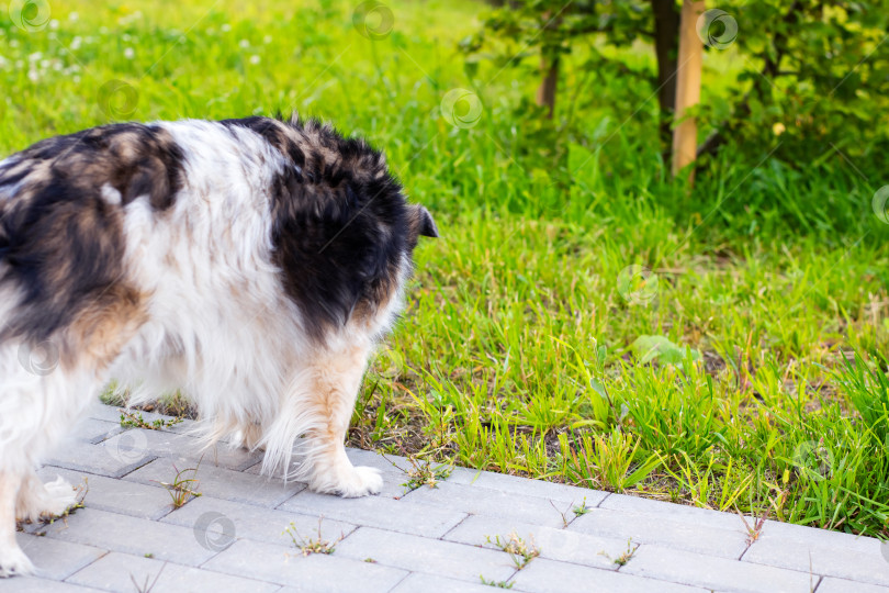 Скачать Любопытная собака, наблюдающая за природой в окружении пышного зеленого сада фотосток Ozero