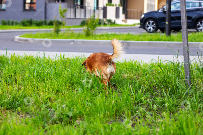 Скачать Коричневая собака гордо стоит в зеленой траве у дороги фотосток Ozero