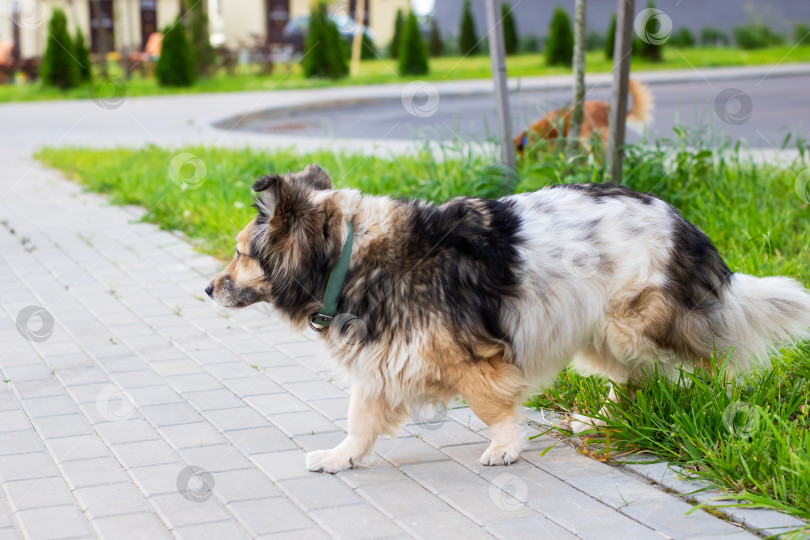 Скачать Собака породы колли неторопливо прогуливается по тротуару на поводке фотосток Ozero