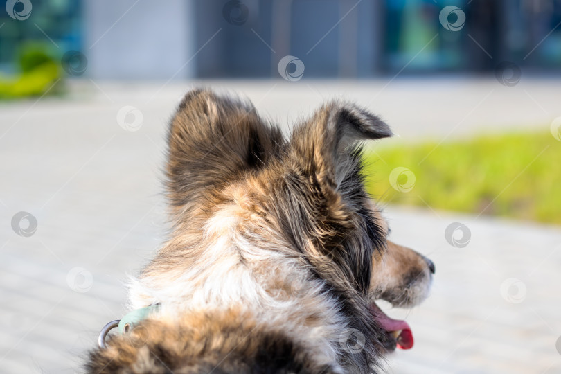 Скачать Игривая собака, радостно наслаждающаяся ярким солнечным днем на свежем воздухе фотосток Ozero