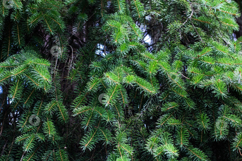 Скачать Крупным планом красивая пышная зеленая листва сосны и листья фотосток Ozero