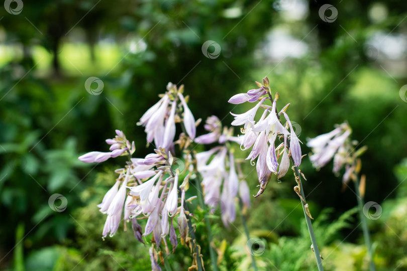 Скачать Нежные фиолетовые цветы Хосты в пышном зеленом саду фотосток Ozero