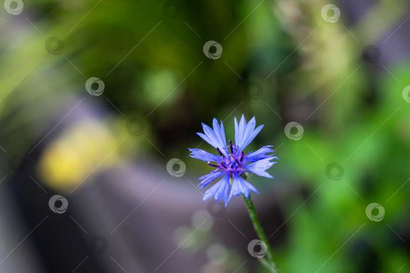 Скачать Нежный голубой полевой цветок на фоне зеленой природы фотосток Ozero