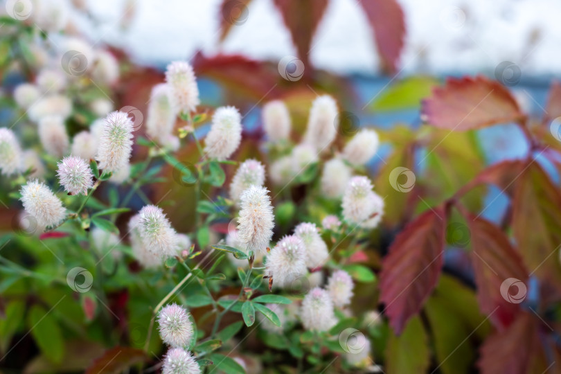 Скачать Нежные белые цветущие растения с разноцветными листьями фотосток Ozero