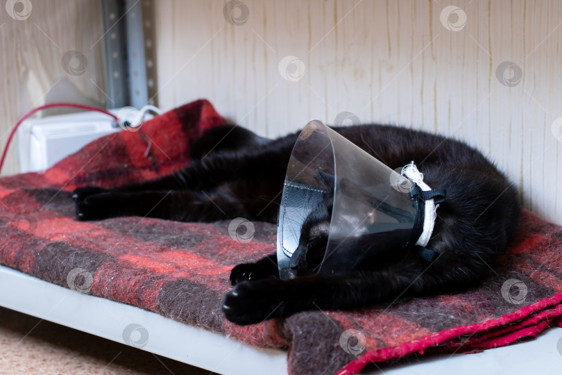 Скачать Черная кошка с шишкой уютно спит на одеяле фотосток Ozero