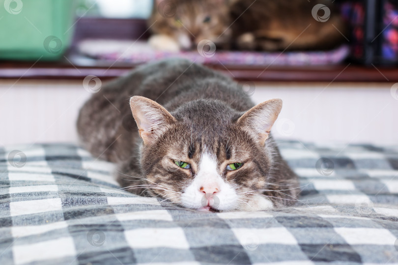 Скачать Ленивый кот, наслаждающийся отдыхом на уютном мягком одеяле фотосток Ozero