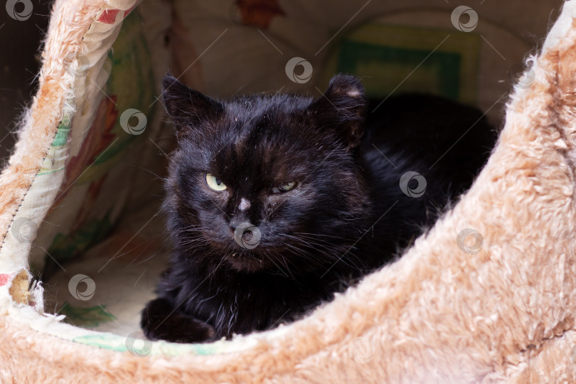 Скачать Очаровательная Черная кошка, уютно расположившаяся в своей уютной постельке фотосток Ozero