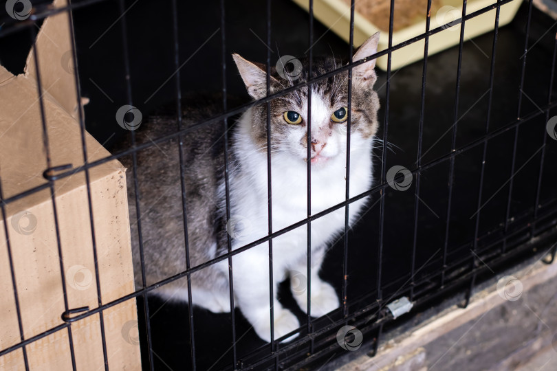 Скачать Любопытный кот в клетке в приюте для животных, ожидающий своего дома фотосток Ozero