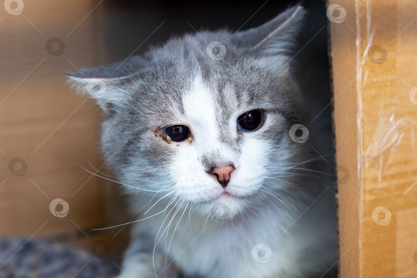 Скачать Любопытный кот, с любопытством выглядывающий из коробки фотосток Ozero