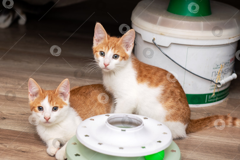 Скачать Игривые оранжевые и белые котята в домашней обстановке фотосток Ozero
