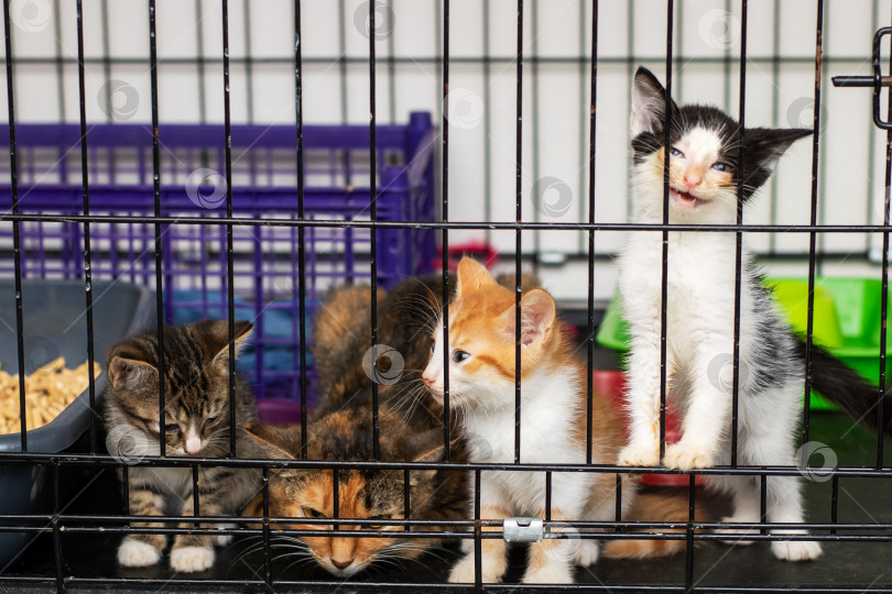 Скачать Очаровательные котята в клетке-приюте ждут усыновления фотосток Ozero