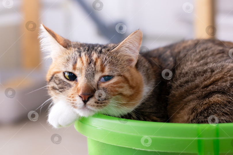 Скачать Очаровательная кошка Отдыхает в Ярко-зеленом ведерке и выглядит очаровательно фотосток Ozero