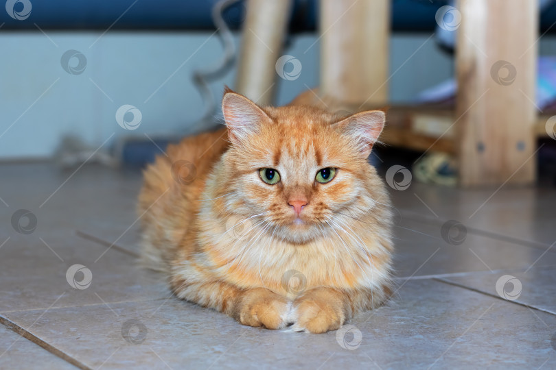 Скачать Очаровательный Рыжий Котик с комфортом отдыхает в уютной домашней обстановке фотосток Ozero
