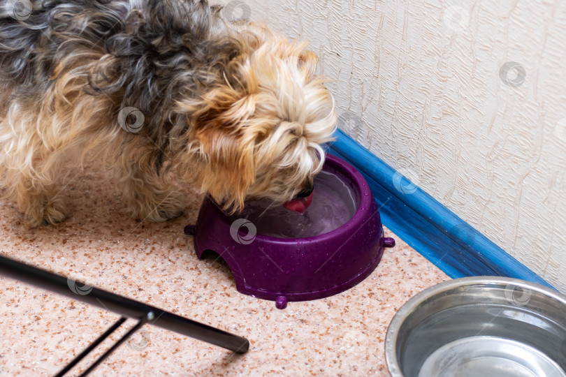 Скачать Милая собачка пьет воду из миски в домашней обстановке фотосток Ozero