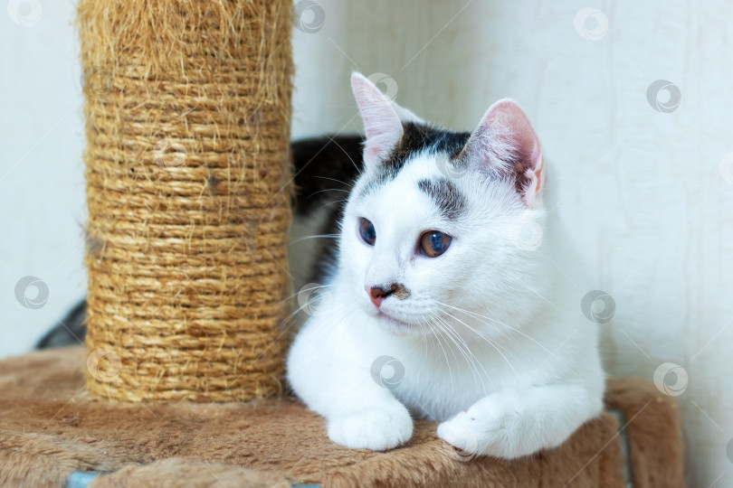 Скачать Очаровательная Белая кошка отдыхает рядом со своей когтеточкой фотосток Ozero
