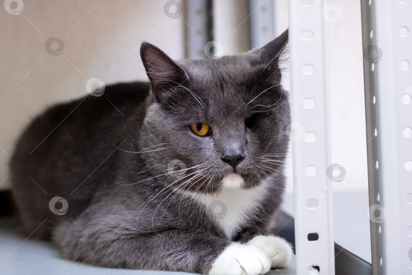 Скачать Очаровательный серый кот с поразительными глазами отдыхает на полке фотосток Ozero