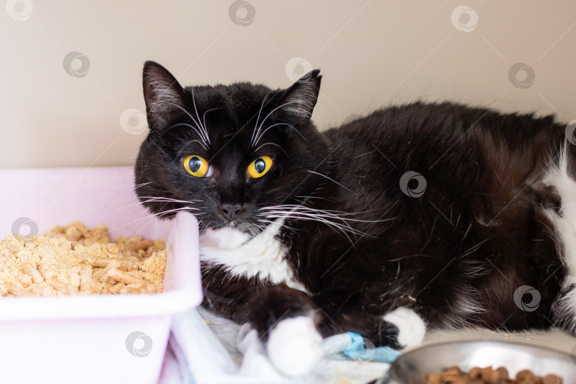 Скачать Очаровательная черно-белая кошечка отдыхает в уютном месте фотосток Ozero