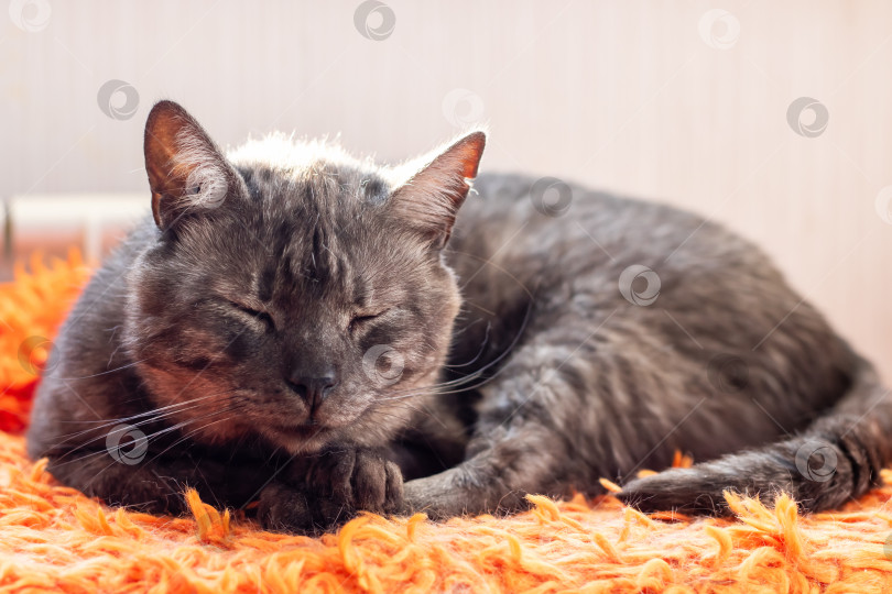 Скачать Расслабленный Серый кот уютно дремлет на мягком оранжевом одеяле фотосток Ozero