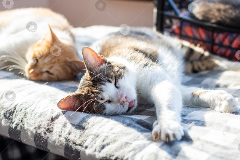 Скачать Две кошки мирно нежатся в теплых солнечных лучах на одеяле фотосток Ozero