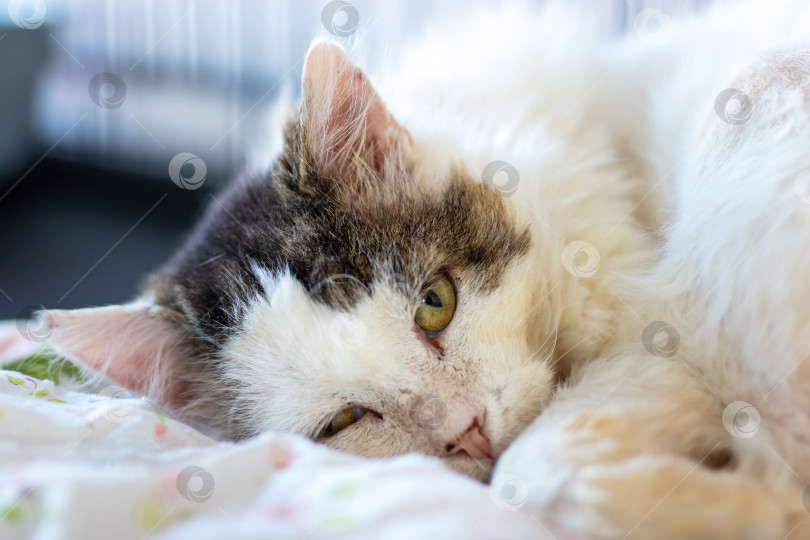 Скачать Ленивый кот с расслабленным и умиротворенным выражением морды фотосток Ozero