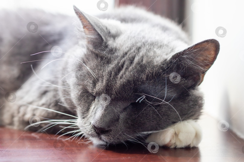 Скачать Спящая серая кошка удобно устроилась на деревянной поверхности фотосток Ozero