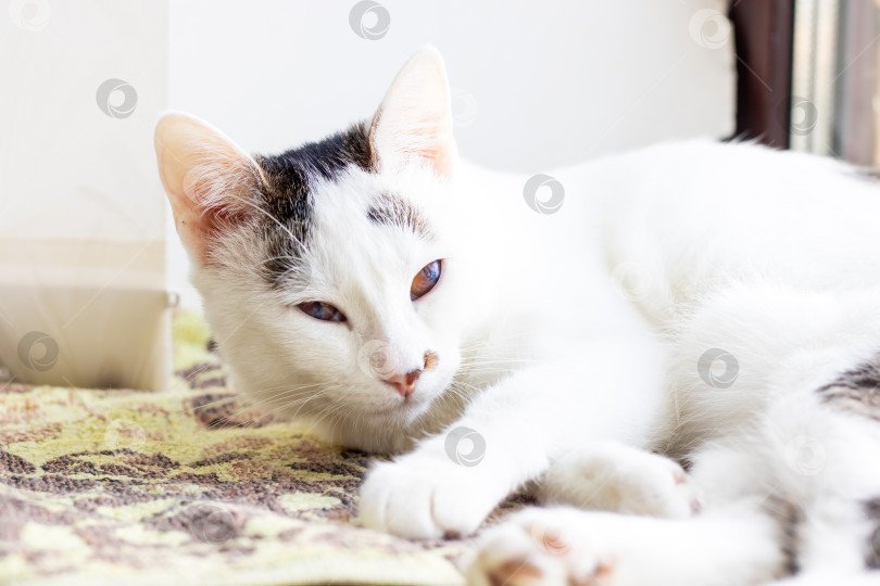 Скачать Очаровательная белая кошка с черными пятнами, нежащаяся на солнце фотосток Ozero