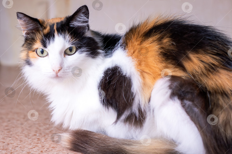 Скачать Портрет красивой ситцевой кошки с потрясающей шерстью фотосток Ozero