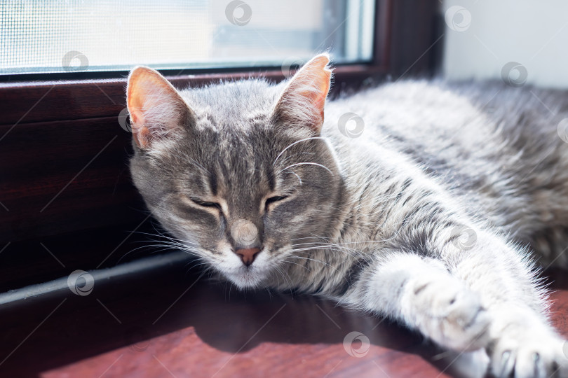 Скачать Расслабленный Серый Кот Наслаждается приятными солнечными ваннами у окна фотосток Ozero