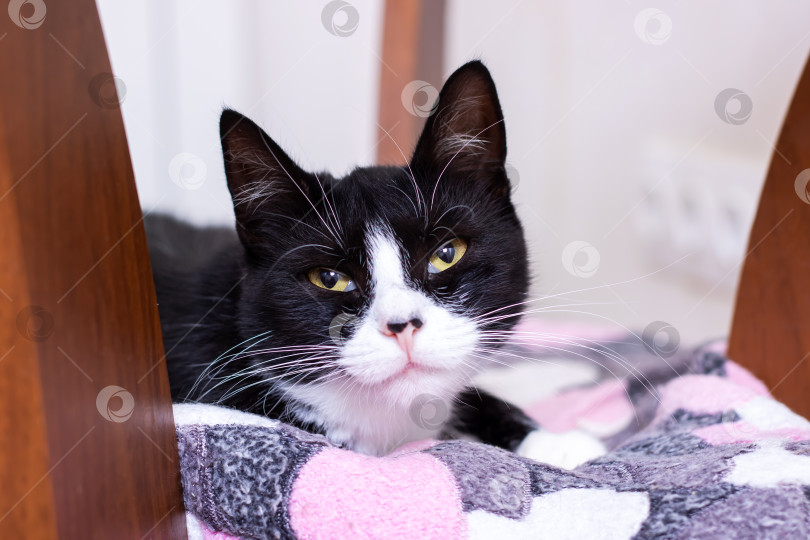 Скачать Очаровательная черно-белая кошечка отдыхает на уютном одеяле фотосток Ozero