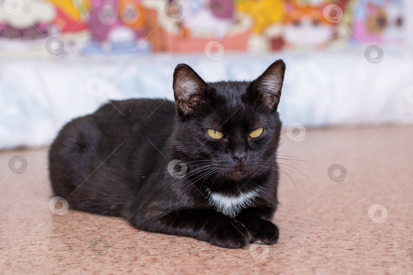 Скачать Элегантная Черная кошка отдыхает с напряженным и пронзительным взглядом фотосток Ozero