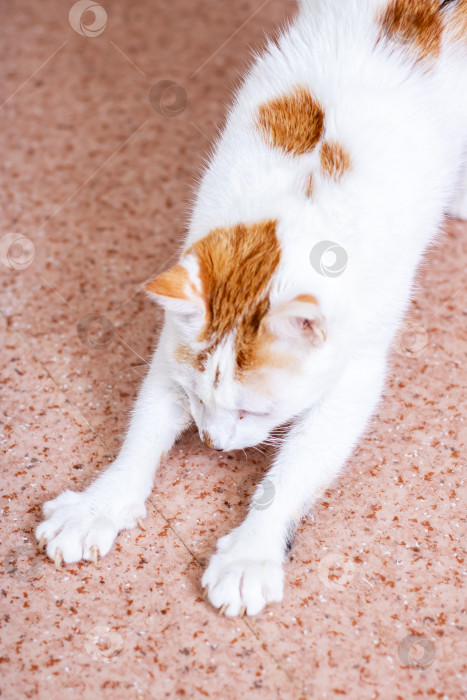 Скачать Очаровательная игривая кошечка, грациозно растянувшаяся на полу фотосток Ozero