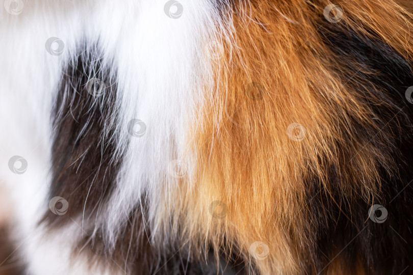 Скачать Подробный снимок великолепного разноцветного меха животного крупным планом фотосток Ozero
