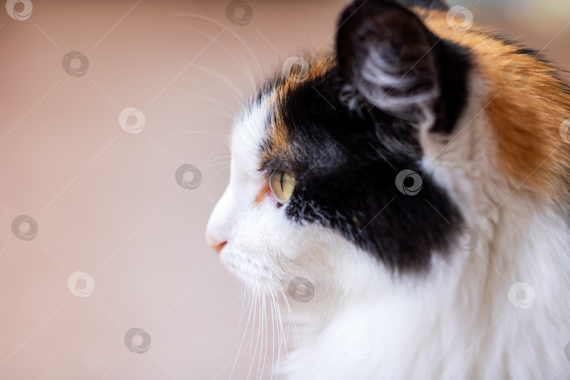 Скачать Профиль Ситцевой кошки - Красивой домашней кошки с уникальным окрасом фотосток Ozero