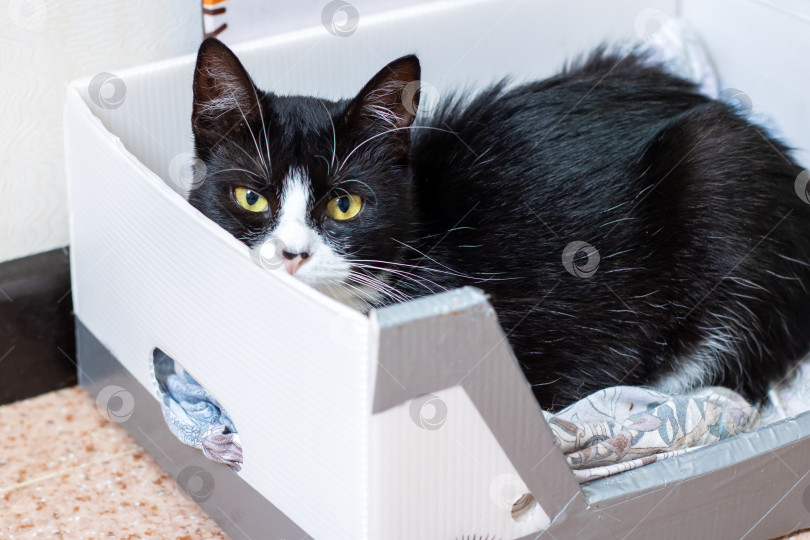 Скачать Любопытный черно-белый кот отдыхает в картонной коробке фотосток Ozero