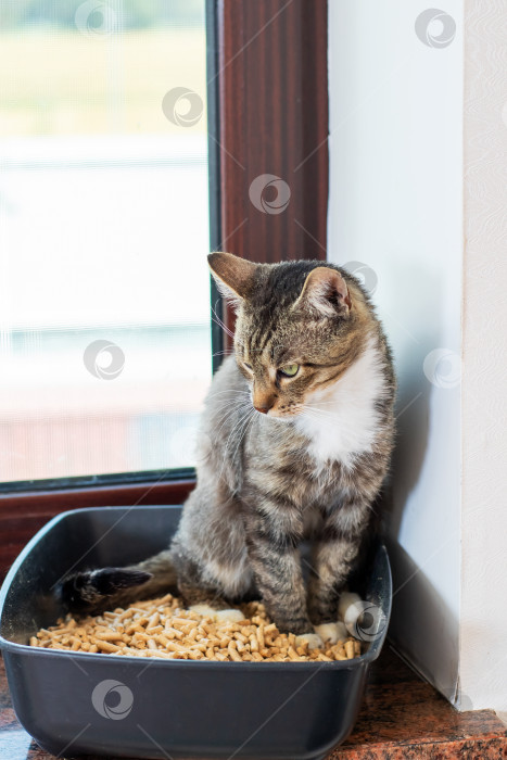 Скачать Игривая полосатая кошка, весело исследующая свой ящик для мусора фотосток Ozero