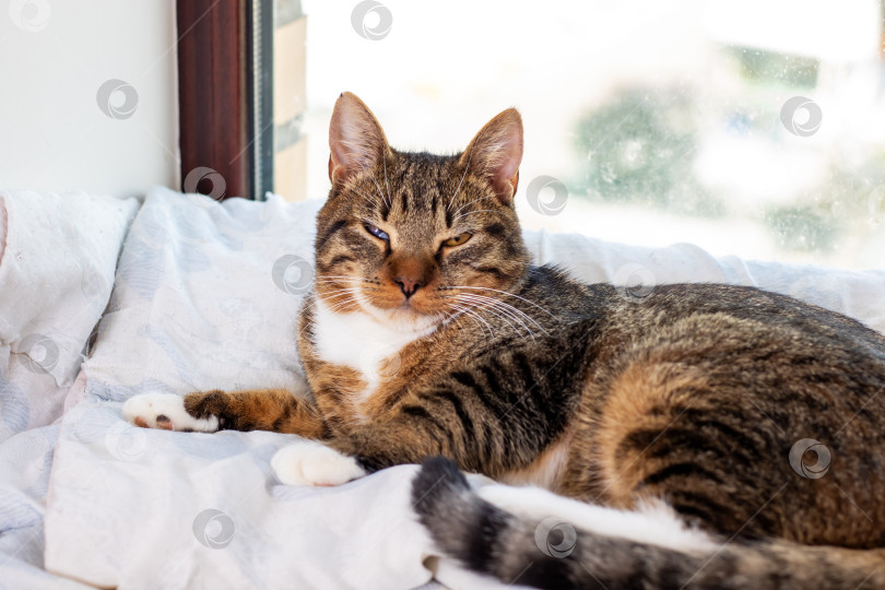 Скачать Расслабленная полосатая кошка наслаждается теплым солнечным светом у окна фотосток Ozero