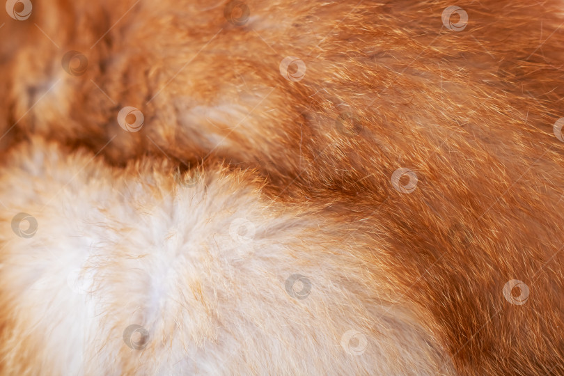 Скачать Крупный план мягкого и пушистого меха домашнего животного в теплых тонах фотосток Ozero