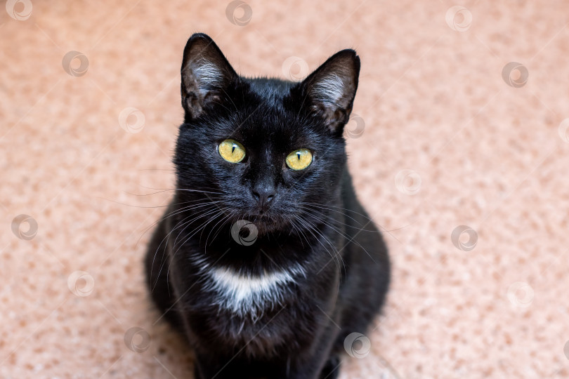 Скачать Очаровательная Черная Кошка С Поразительными, Красивыми Желтыми Глазами фотосток Ozero