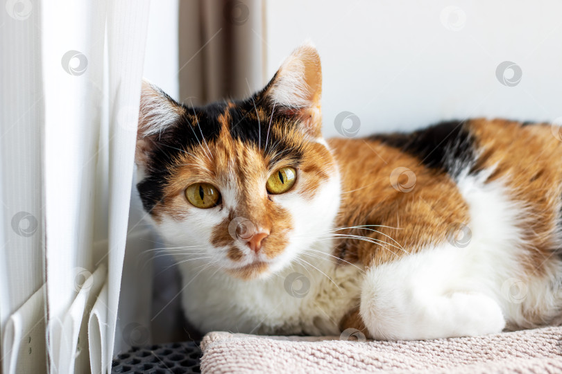 Скачать Очаровательный ситцевый кот наслаждается мирным моментом у окна фотосток Ozero